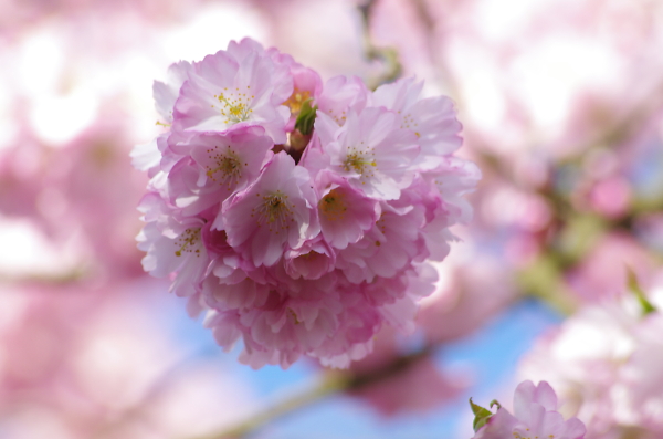 tickled pink