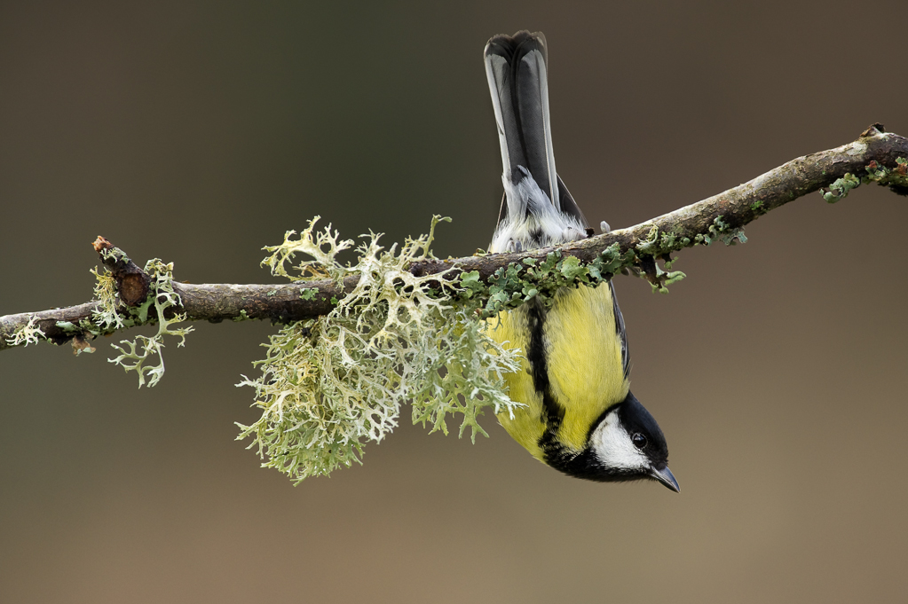 Great Tit