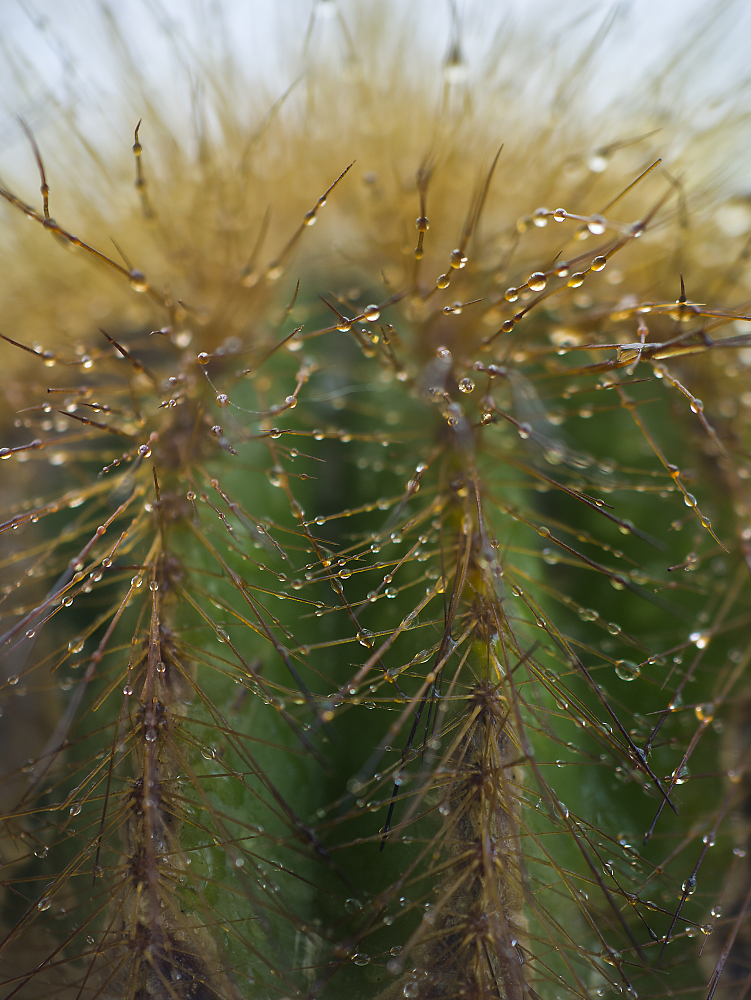 Cactus with Water Droplets