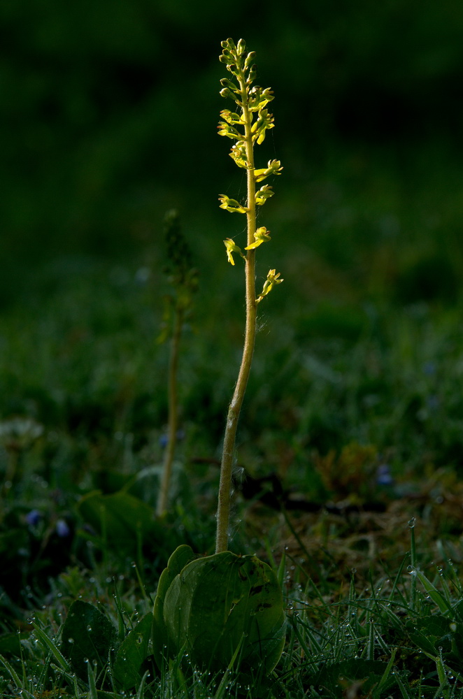 Common Twayblade