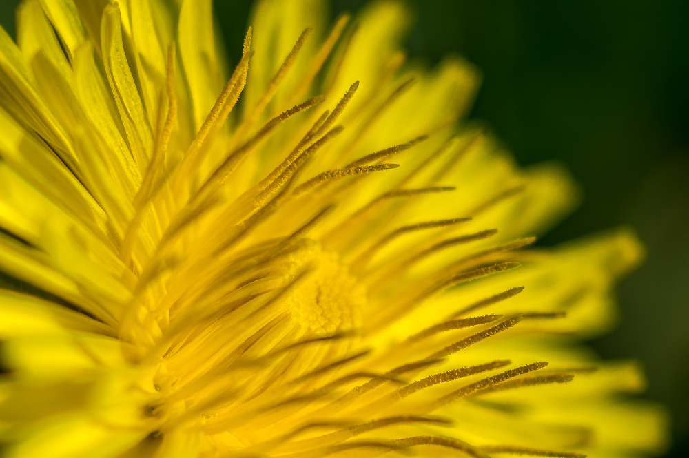Dandelion