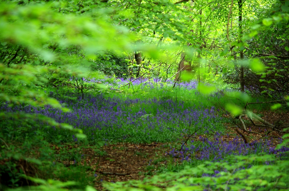 Ecclesall Blue bell woods.