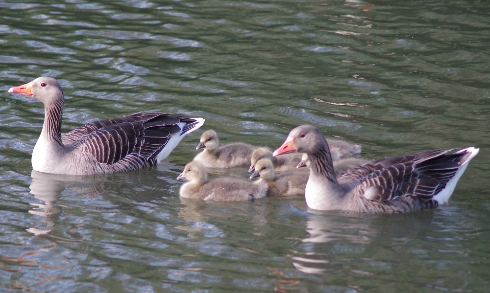 Family outing