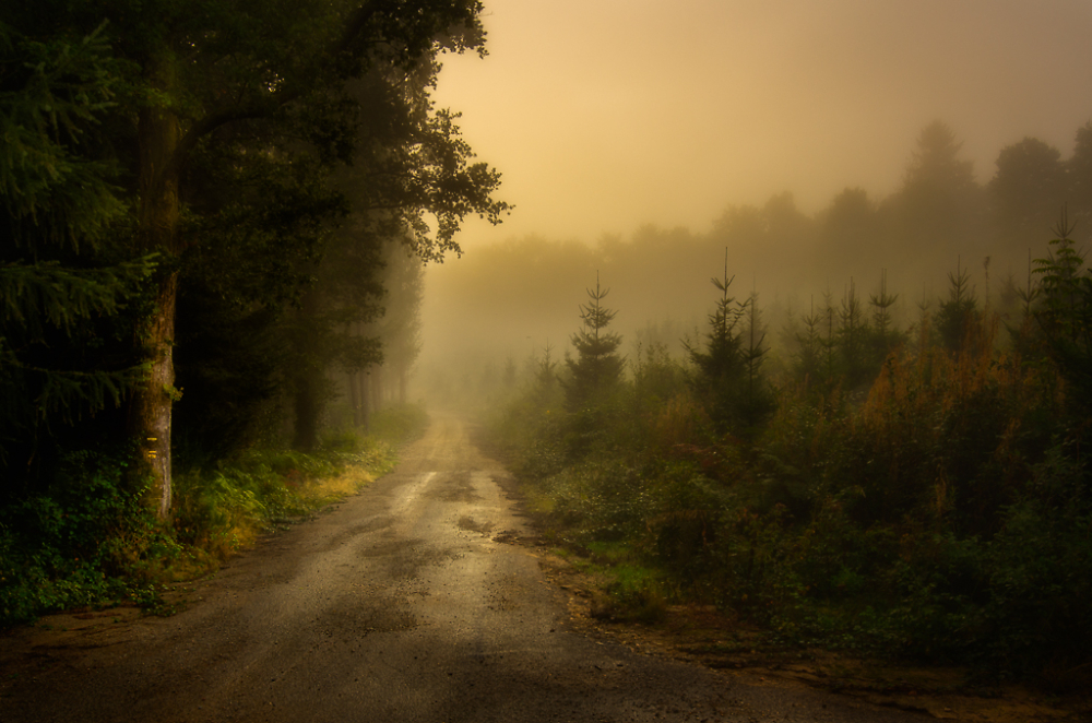 Forest Path