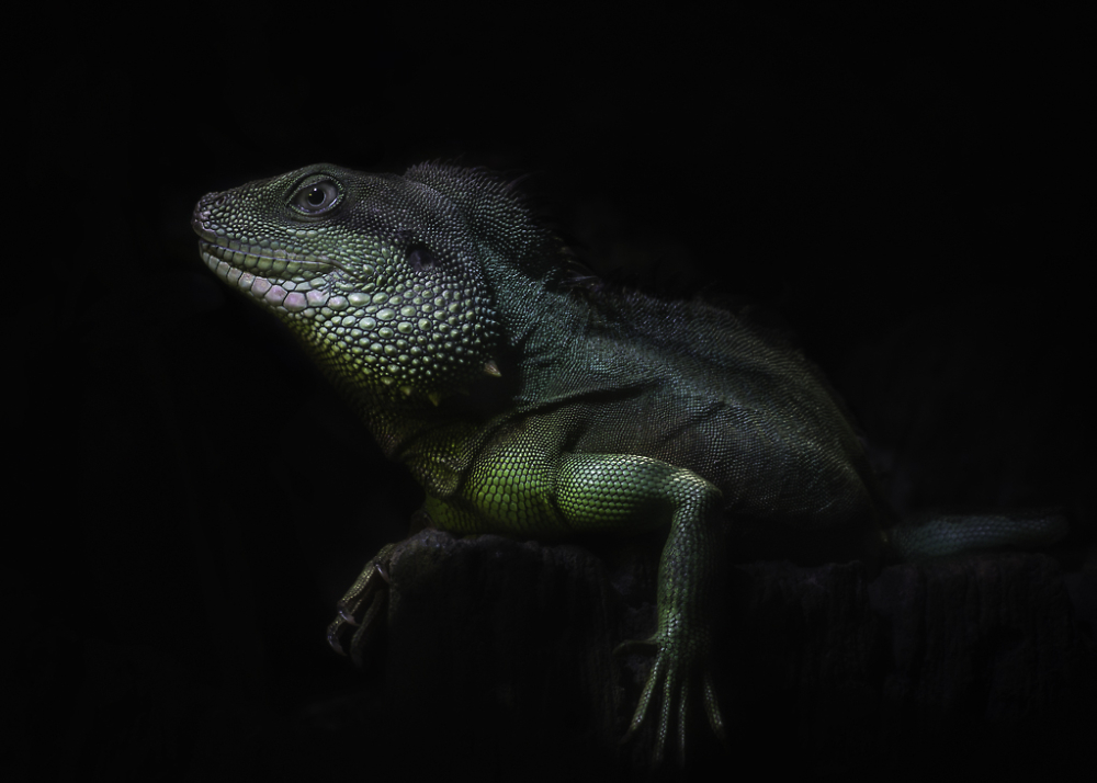 Green Water Dragon
