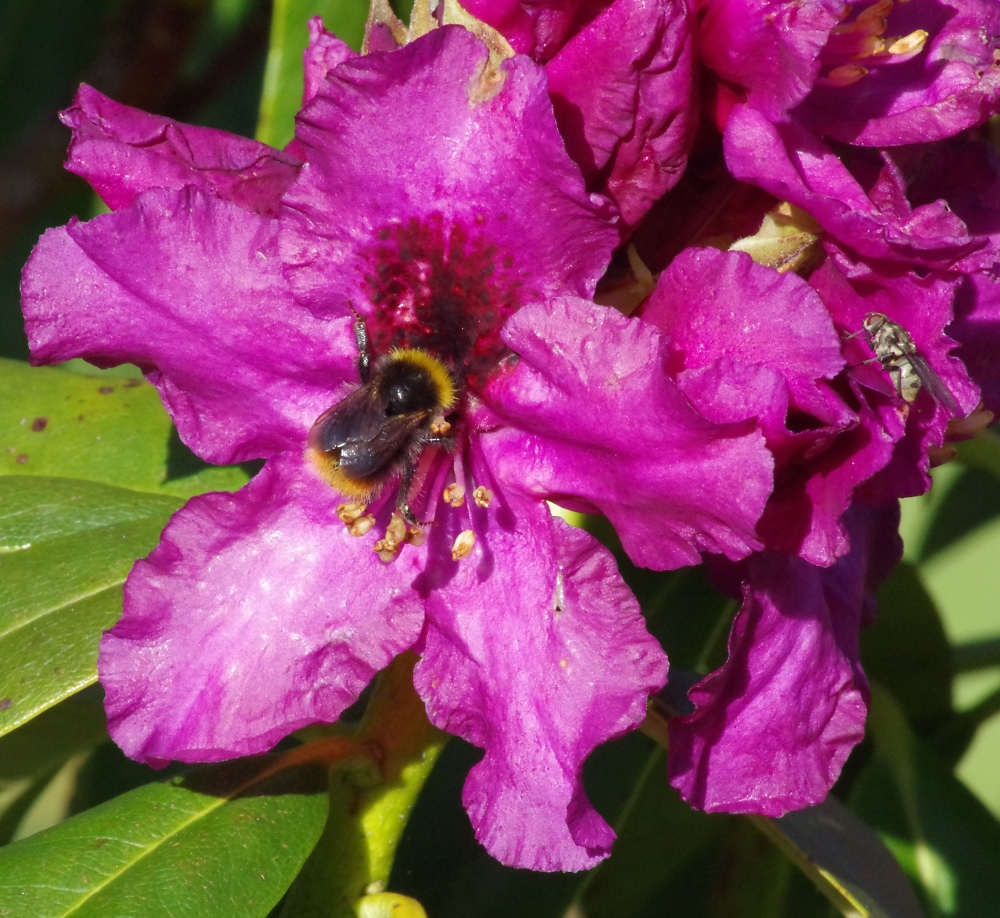 Rhododendron