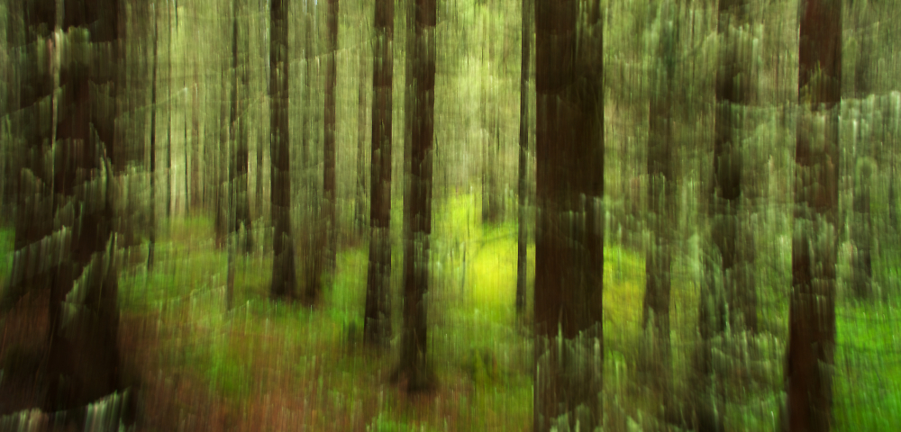 Shaken Spruce Forrest