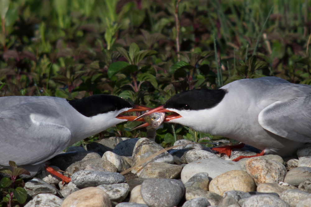 Tern offering a fish