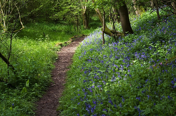 Bluebell wood