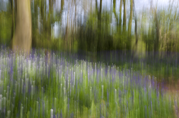 Bluebells and daisies