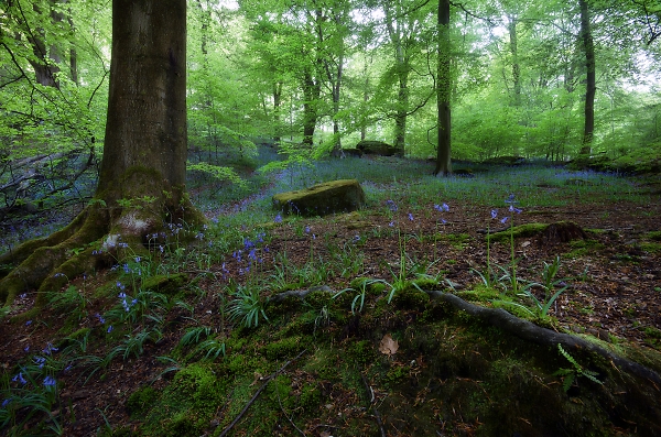 Bluebells in Hardcastle Crags