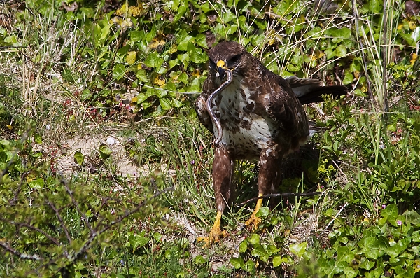 Buzzard and a slow-worm