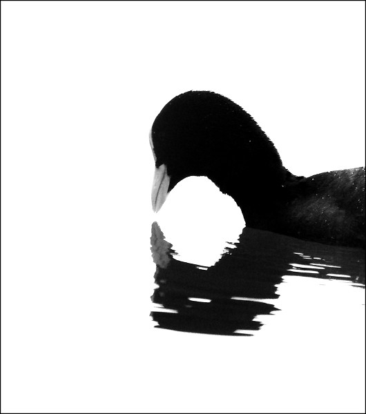 Coot