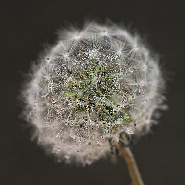 Dandelion with Water Drops