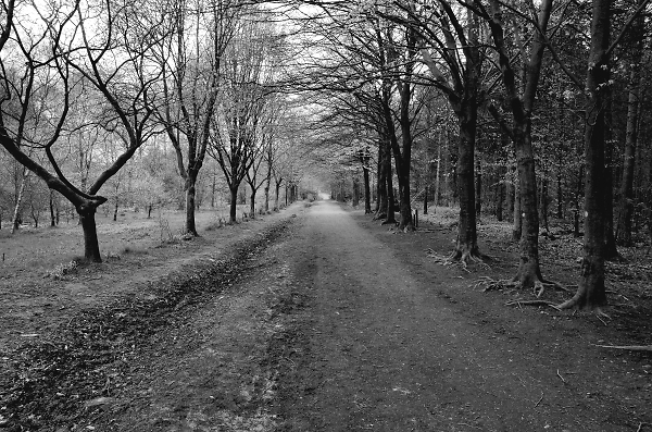 Danefield Woods