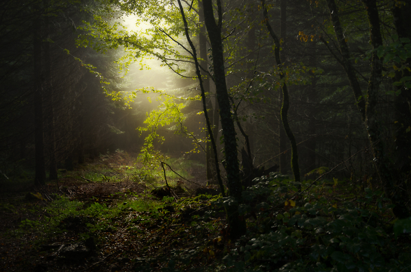 Forest Light