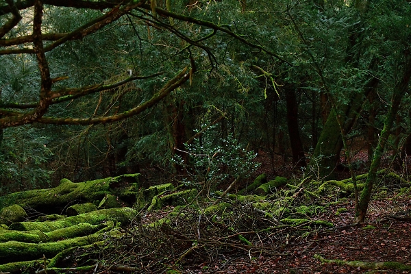 Gloomy Woods 1