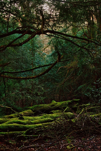 Gloomy Woods 2