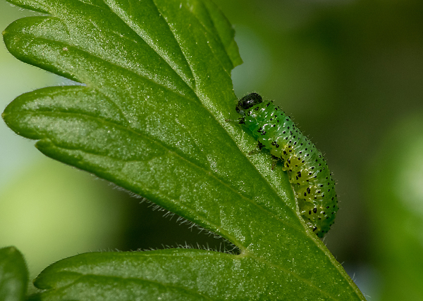 Gooseberry Sawfly Caterpillar