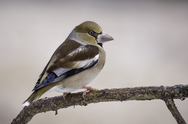 Hawfinch