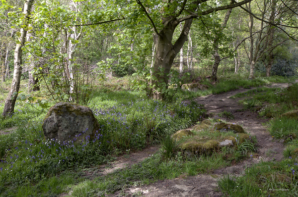Into the woods
