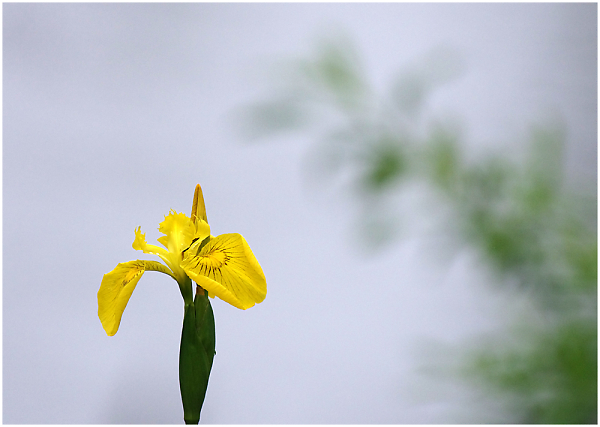 Iris