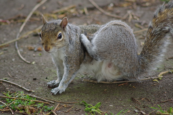 Itchy squirrel