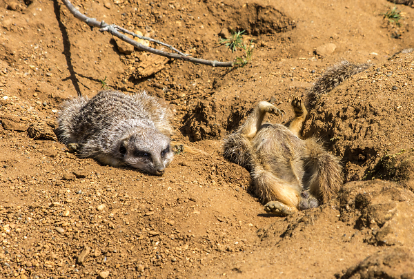 'Lazing on a sunny afternoon'