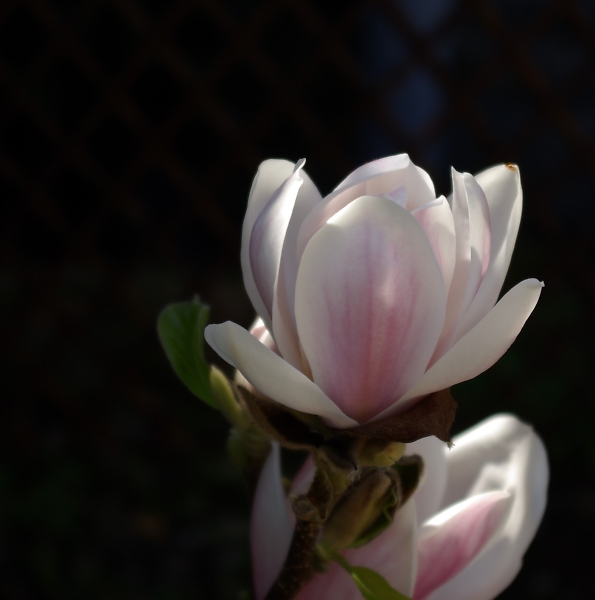 Magnolia