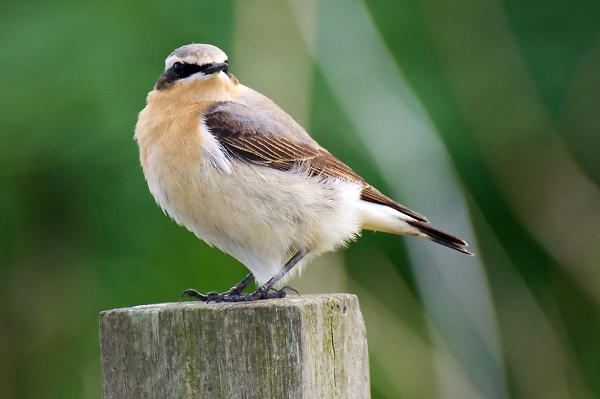 Male wheatear