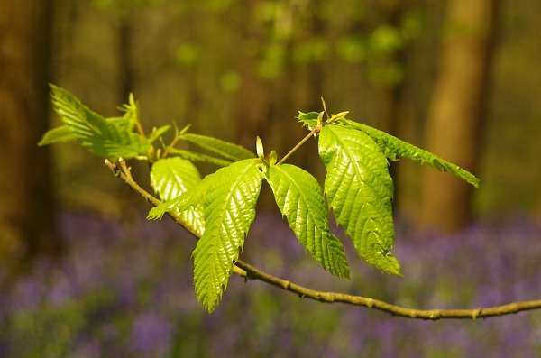 new green