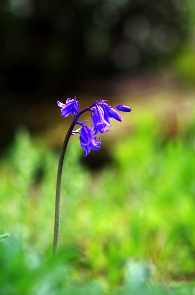 Northumberland Blue bell