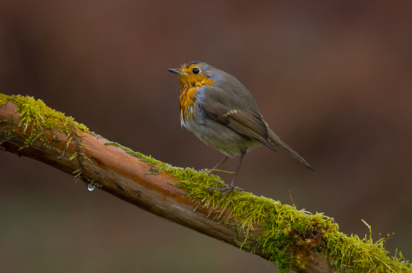 Soggy Robin