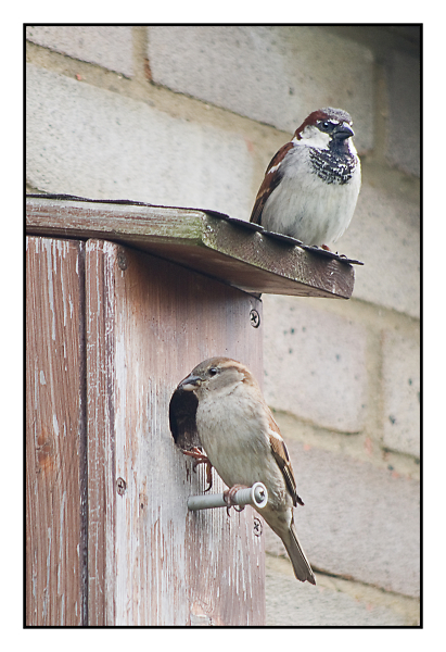 Sparrows at home