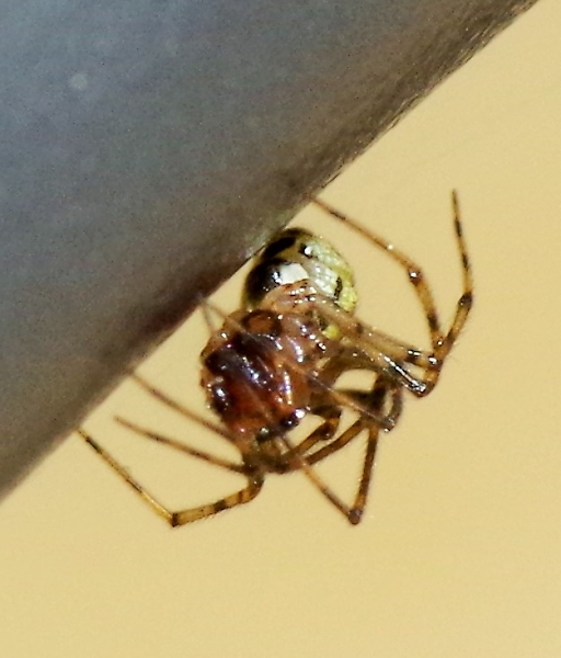spider