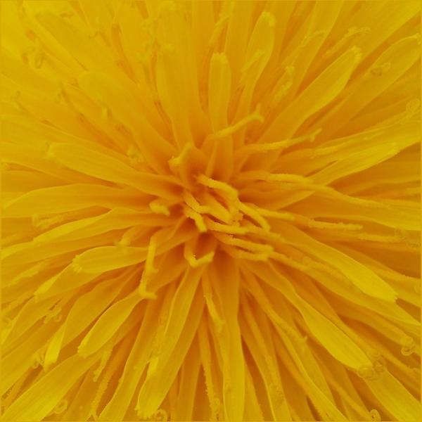 sunshine on a stalk