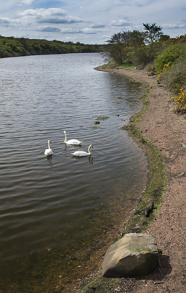 Swans on the Wansbeck