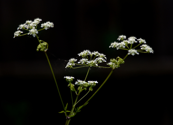 Three Heads in Darkness