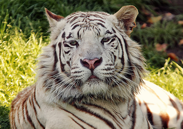 Tiger Tiger burning bright