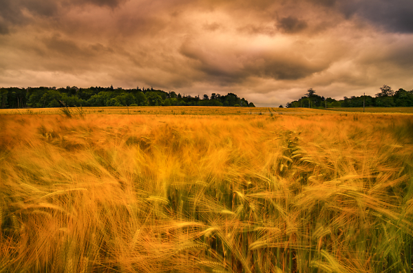 Wind In The Barley