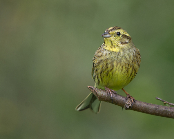 Yellowhammer