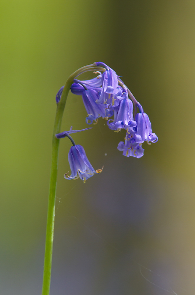 yet another bluebell!