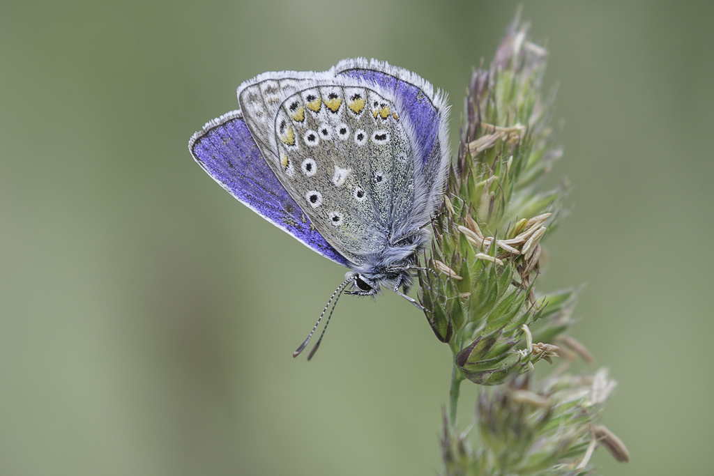Common Blue, Sussex
