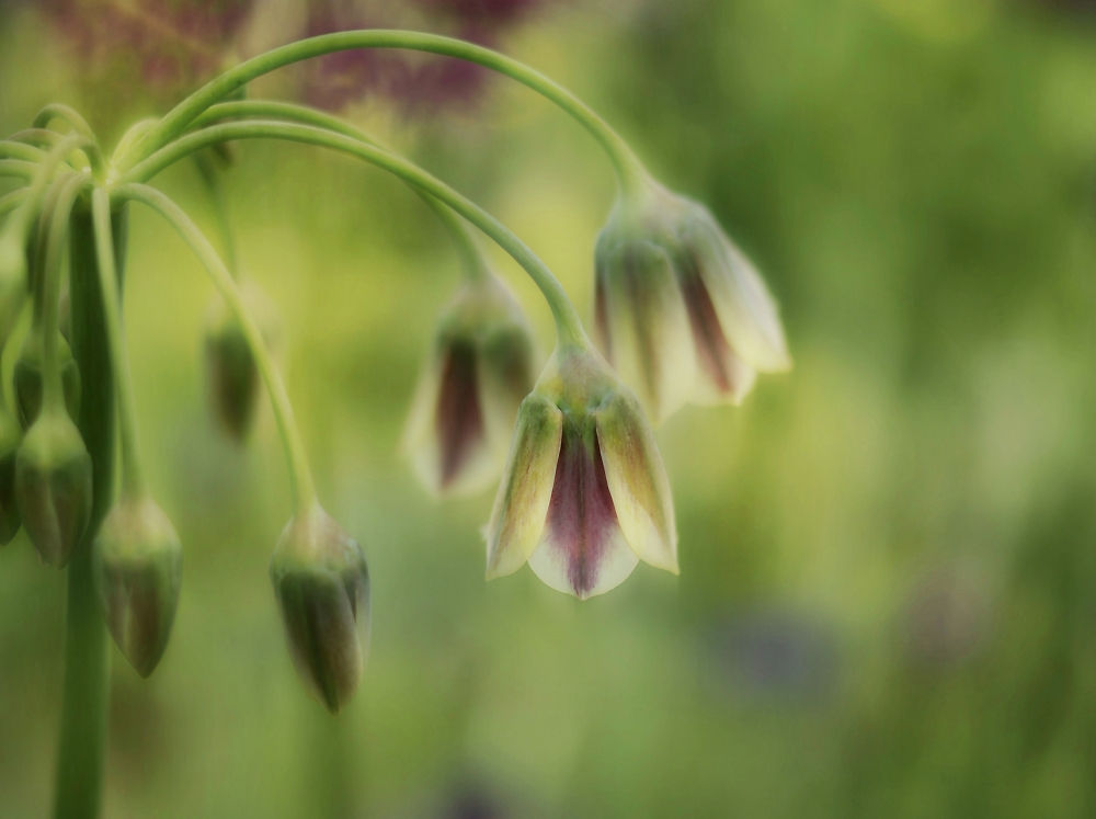 Allium Summer bells