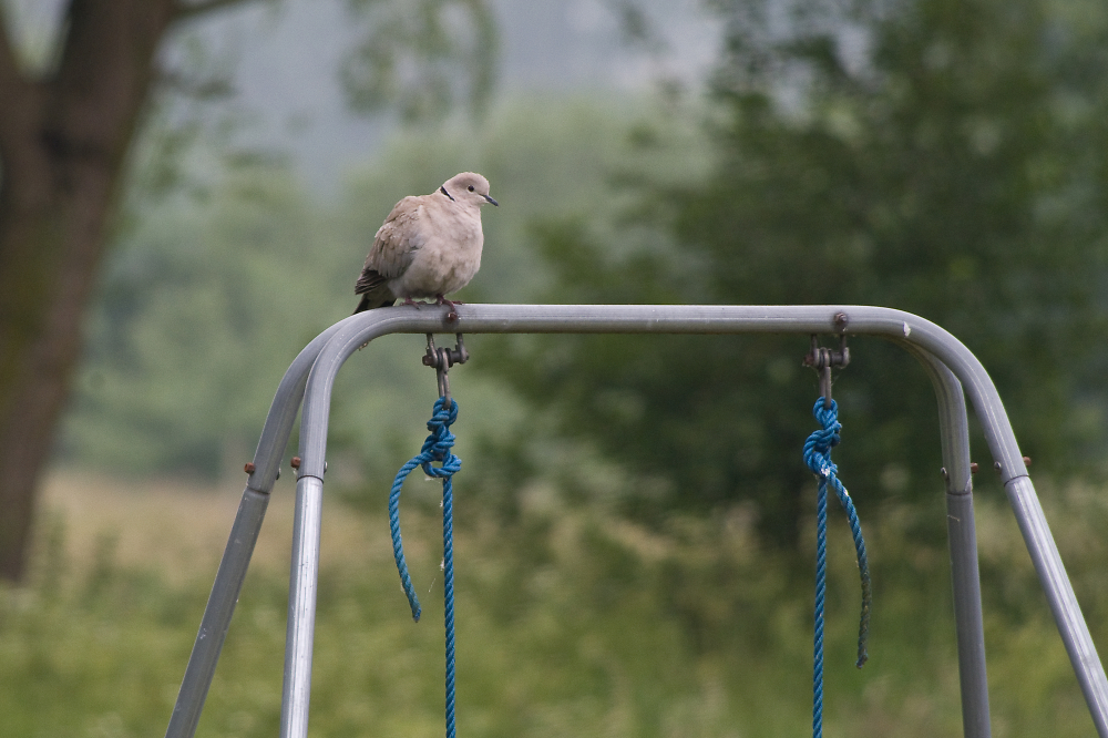 collared dove