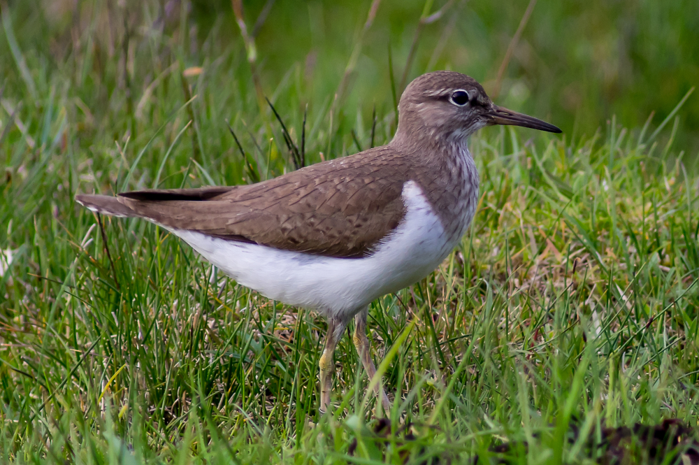 Common Sandpiper