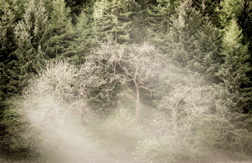 Ghost Trees