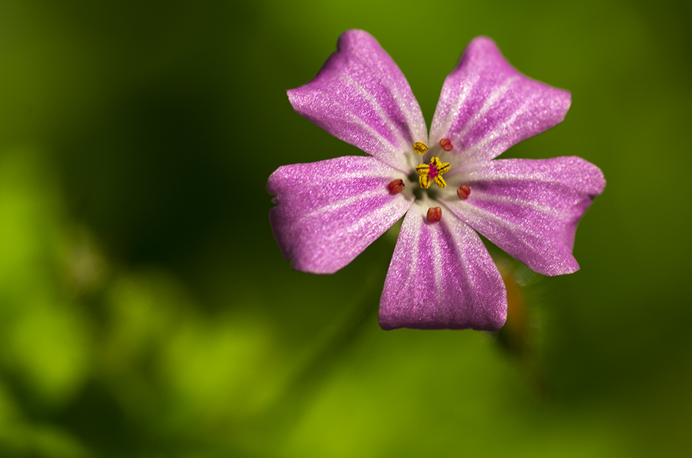 Litle  Flower