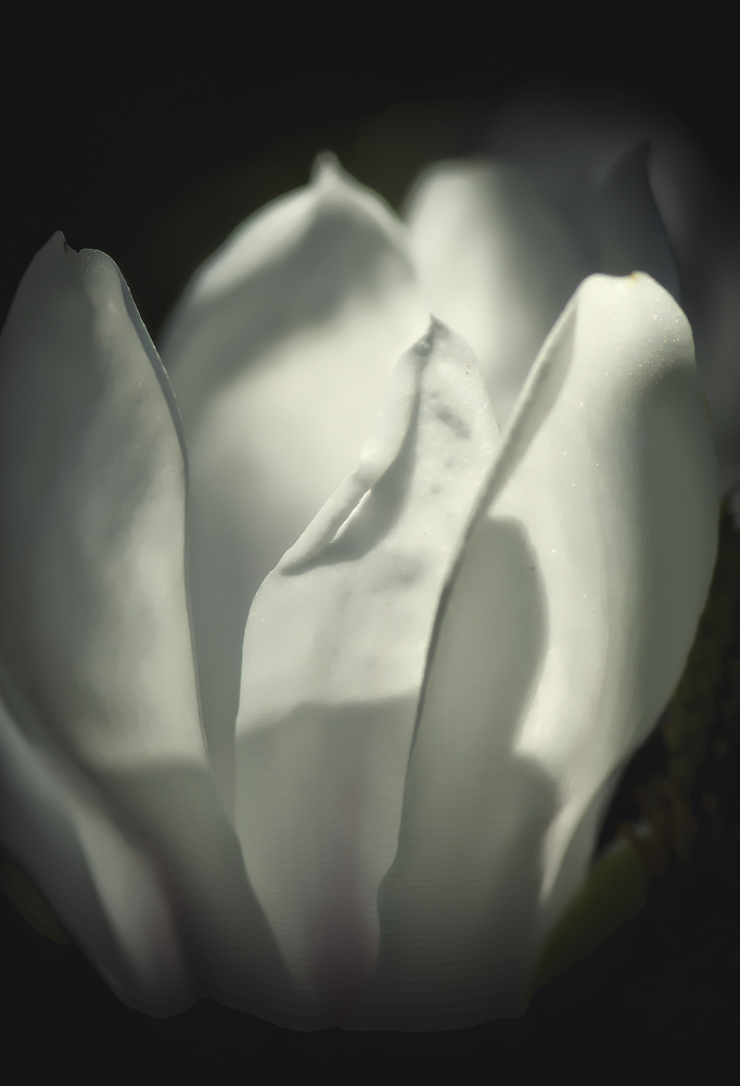 Magnolia!