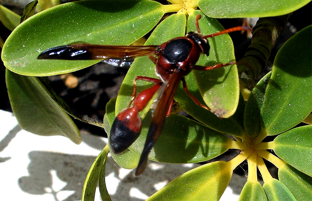 Red Potter Wasp. (Delta Dimidatipine)